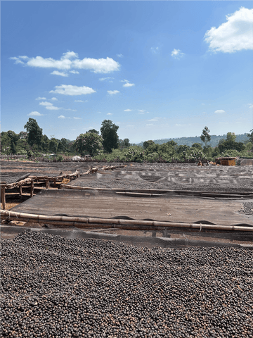 Single Origin - Guji - Ethiopia - Organic (Formally Ardi)