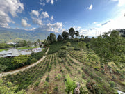 Sebastian Gomez - Gesha - Colombia - Roaster's Reserve