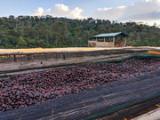 Koke Honey - Ethiopia